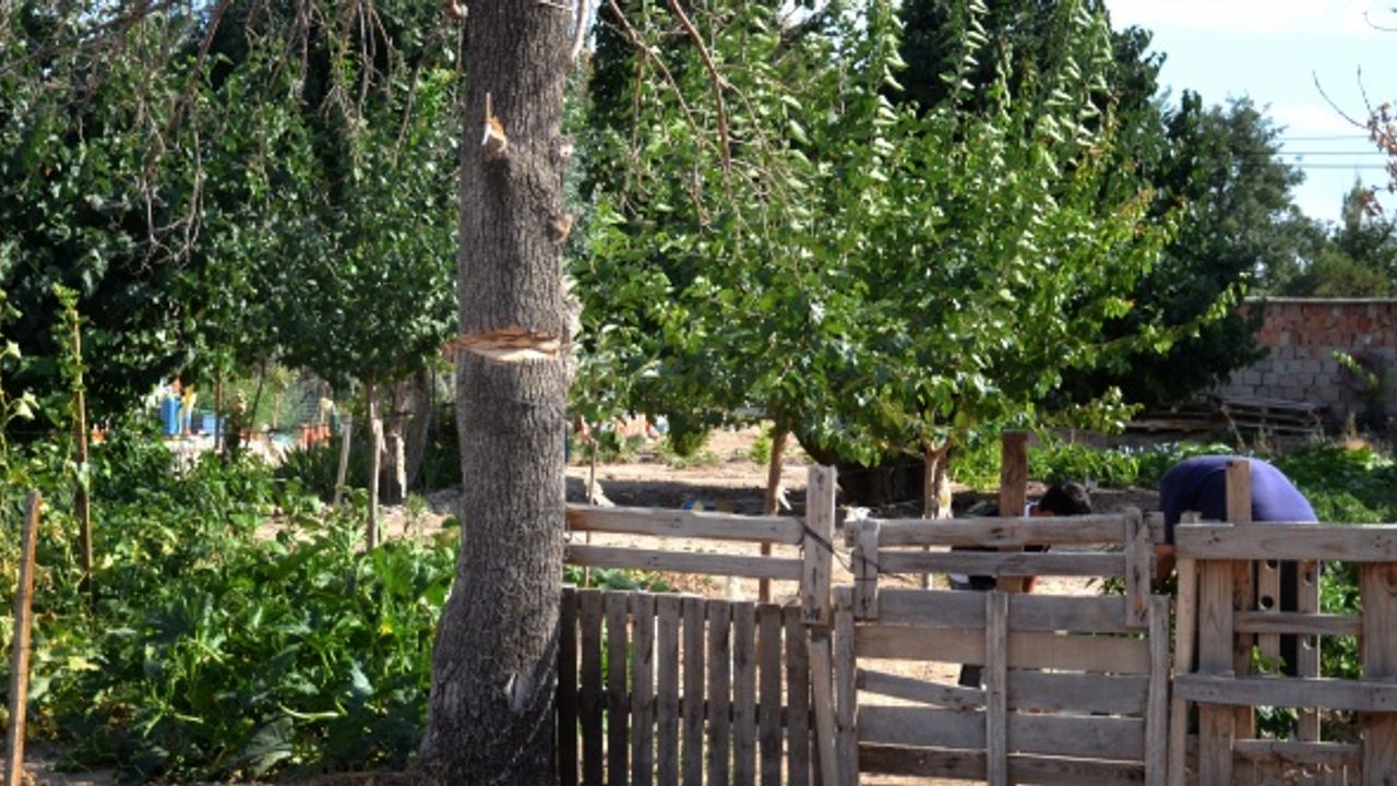 Ağacı kesmek isterken kendi boynunu kesti