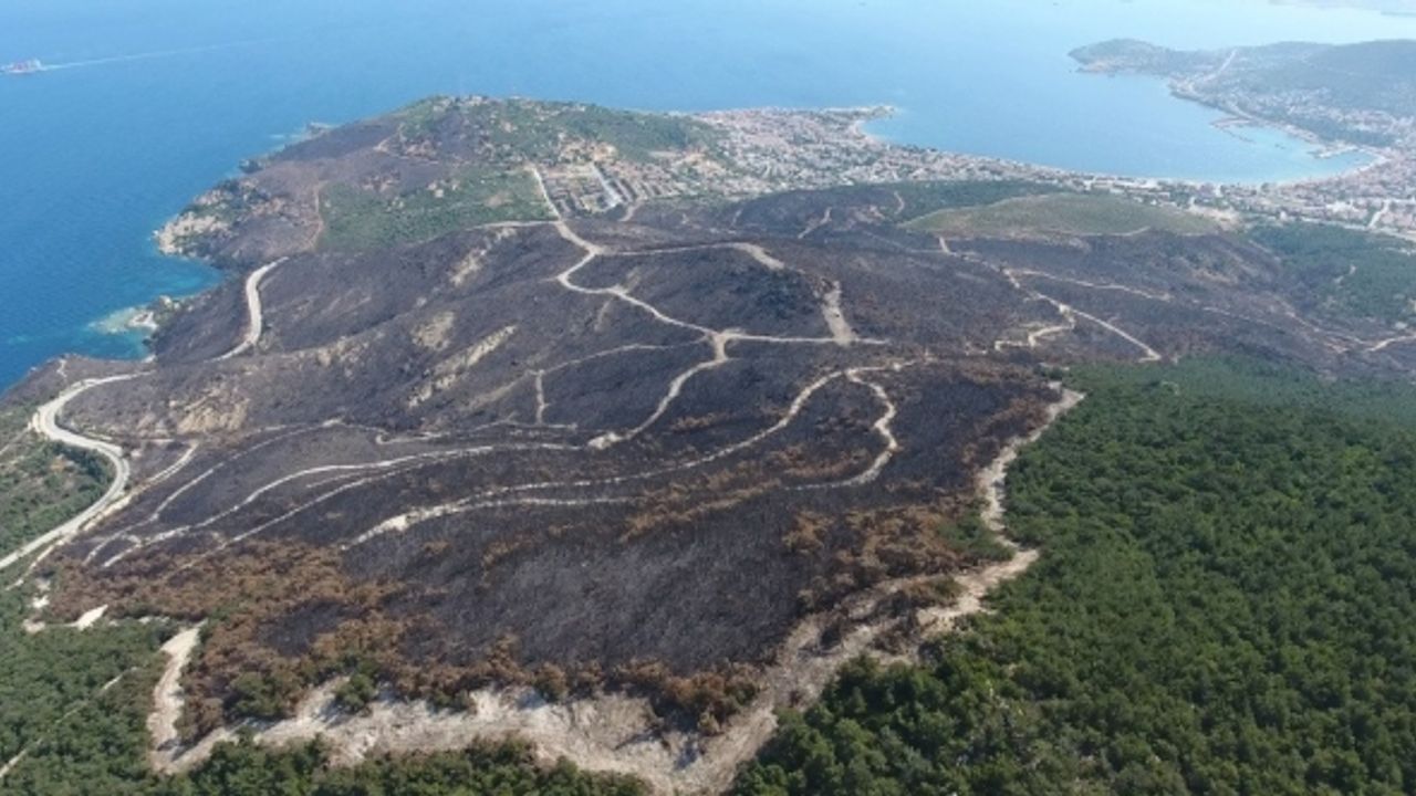 İzmir’in yanan alanları yeşillendi