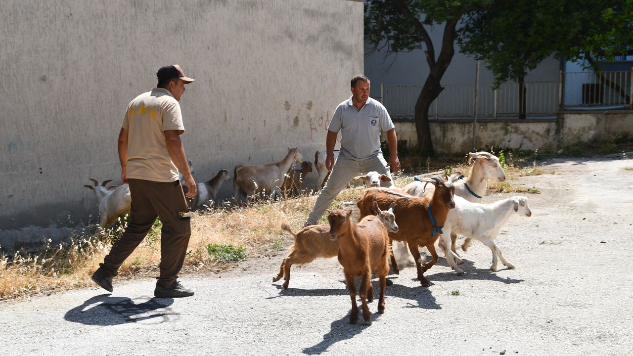 Bu operasyonda 'suçlular' değil 'keçiler' yakalandı