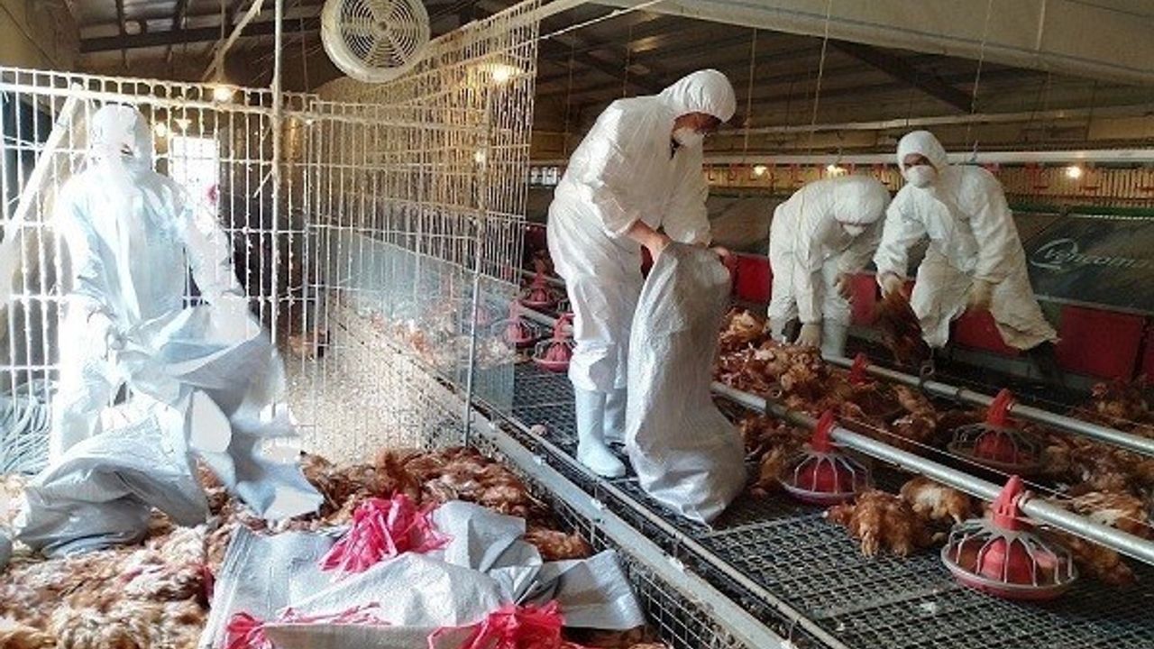 Kuş gribi yine hortladı: 8 bin 599 tavuk itlaf edildi!