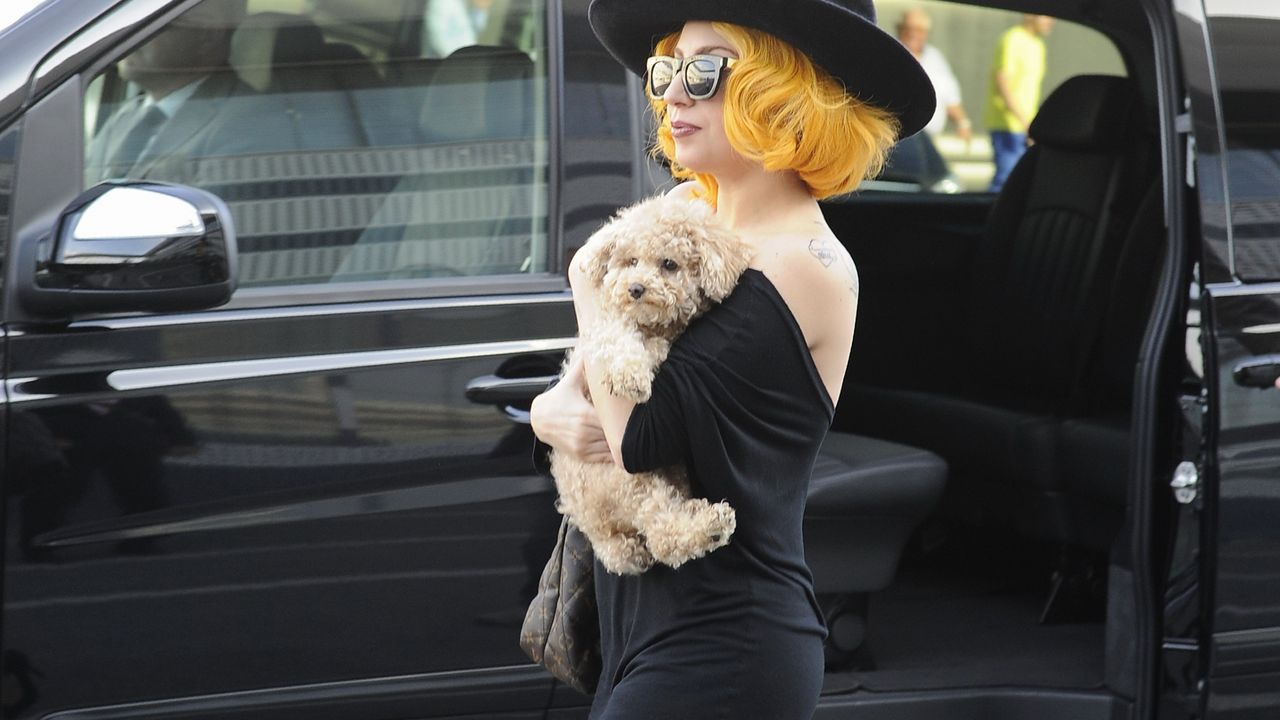 Lady Gaga'nın köpeklerini kaçırana hapis cezası!