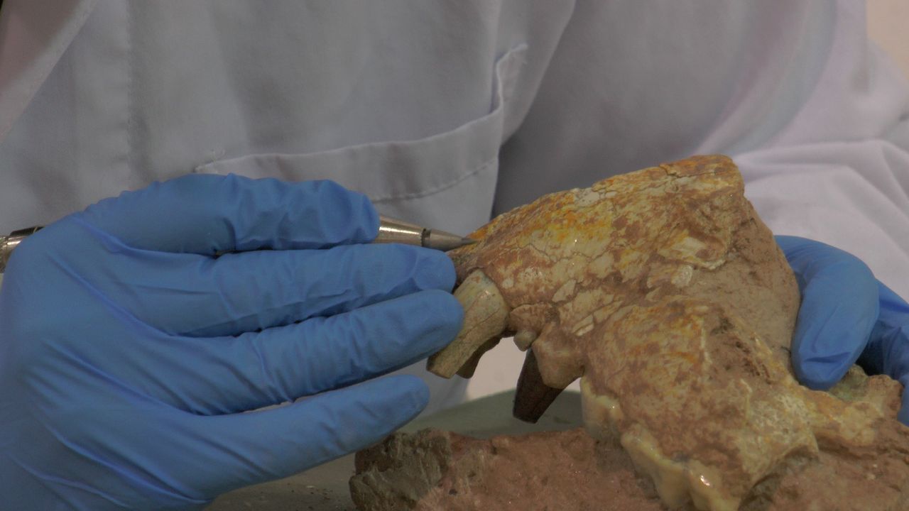 Kayseri'de 7,5 milyon yıllık aslan kafatası bulundu