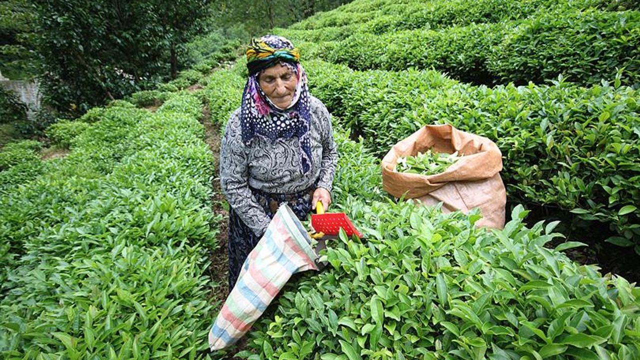 Yaş çayda fark ödemesi desteği kilo başına 30 kuruş