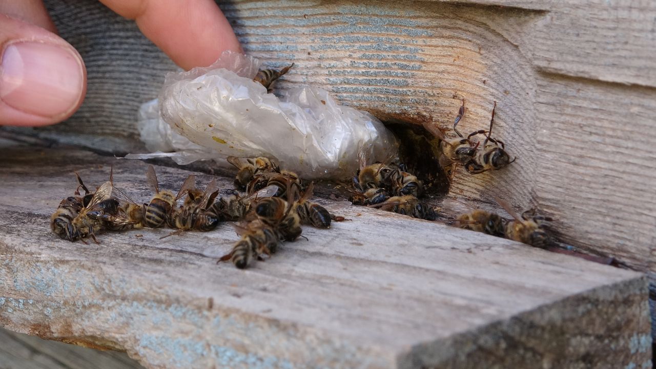 Yalancı bahar arıları vurdu!
