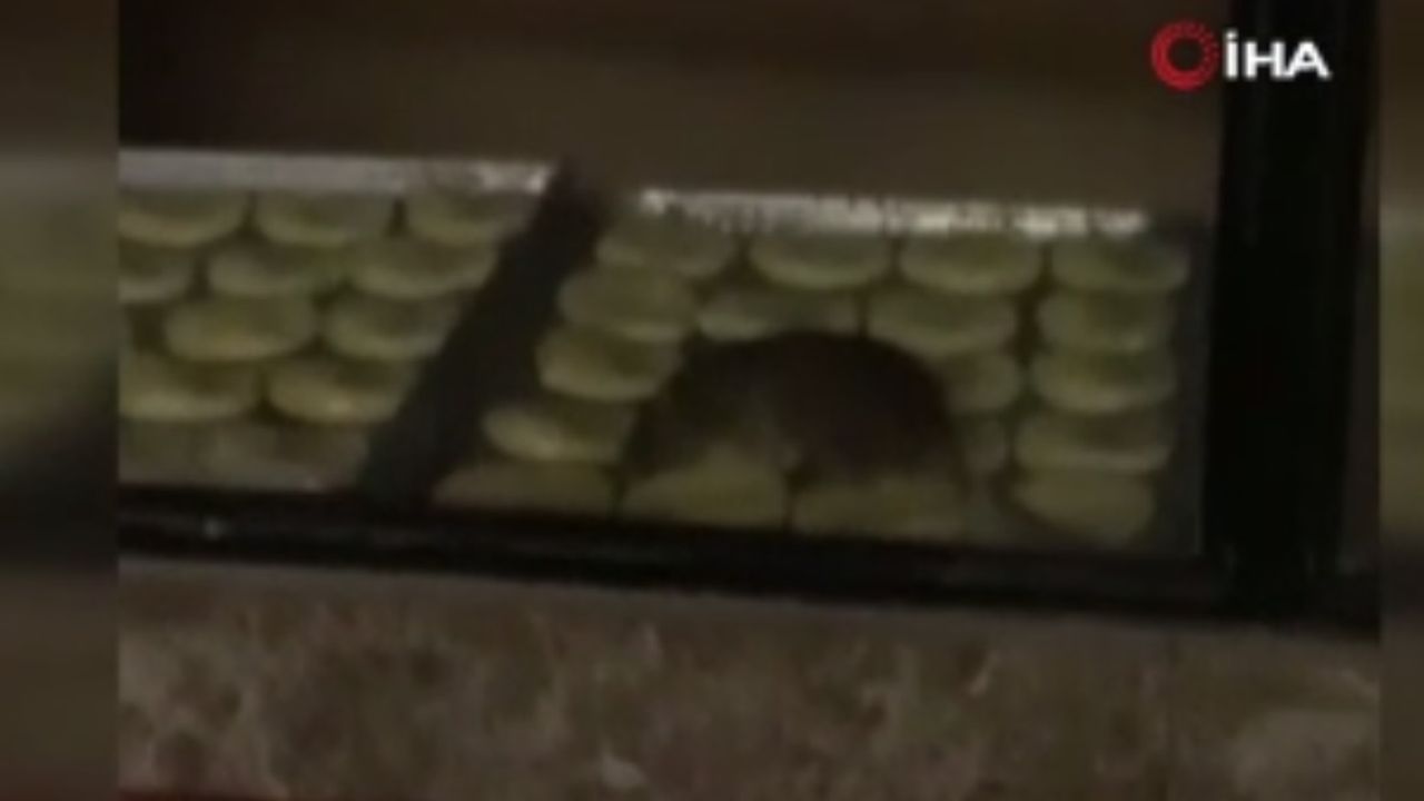 Simit fırınının tezgahında fareler cirit atıyor!