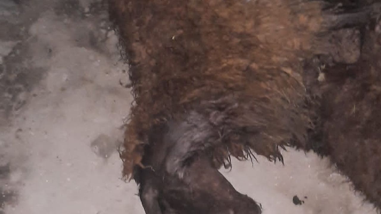 Kars'ta yıldırım isabet eden 9 koyun telef oldu