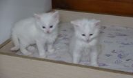 Van Kedi Villası'nda 20 kedi doğum yaptı!