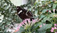 Tropikal Kelebek Bahçesi 8 yılda 3 milyon ziyaretçiye ulaştı