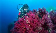Ayvalık'ın kırmızı mercanları