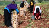 Erzincan’da patates hasadı