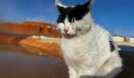 Sibirya soğuğunda donan kedi termal su kenarında ısınmaya çalıştı