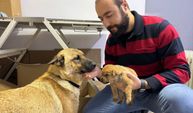 Sahipsiz köpek ölmek üzere olan yavrusunu veterinere getirdi!