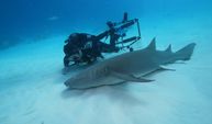 Maldivler’de köpek balıkları dalış turizminin ilgi odağı oluyor