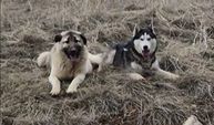 Yavru kangal gönlünü Sibirya kurduna kaptırdı