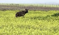 Adıyaman'da çizgili sırtlan görüntülendi