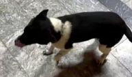 At çiftliğinde yetişen bu köpek, kendini at sanıyor