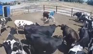 Boğa saldırdı, ölümden döndü!