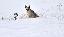 Kars'ta aç kalan kızıl tilkiler ava çıktı!