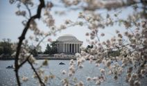 Washington DC'de kiraz çiçekleri (sakura) açtı