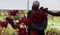 Halfeti'nin endemik bitkisi "karagül"de hasat zamanı