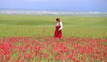 Yayılış alanı daralan Muş lalesi bilim insanlarının takibinde