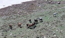Karlar eriyince Erciyes yaylalarında yılkı atları koşmaya başladı
