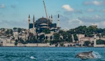 İstanbul Boğazı'nda görsel şölen sunan yunuslar sırt yüzgeçlerindeki izlerden kimliklendiriliyor