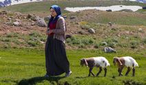 Hakkari'de göçer kız iki kuzuya adeta annelik yapıyor!