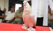 Değeri 5 milyon liraya ulaşan güvercinler sergilendi!