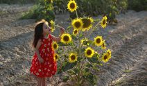 Ayçiçeği tarlaları fotoğrafçıların yeni gözdesi oldu!