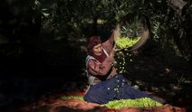 Mardin'in tescilli markası: Derik zeytini