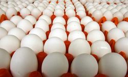 Yumurta fiyatlarında kuş gribi etkisi