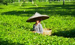 Hindistan'da çay hasadı