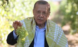 Erdoğan Manisa'da üzüm topladı