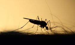 Sağlık Bakanlığı'ndan sivrisinek rehberi