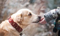 Yasaklı ırk köpek gezdirene ceza