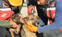 Diyarbakır'da bir köpek ve 2 yavrusu ile sülün kurtarıldı