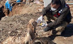 Depremde 343 hayvan canlı kurtarıldı
