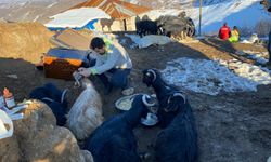 Depremin 17. gününde 24 keçi enkazdan kurtarıldı