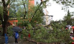 Başkentte fırtına ağaçları devirdi, yol kapandı
