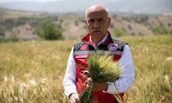Bakan Kirişci: 21 milyon ton buğday rekoltesi bekleniyor!