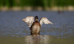 Van Gölü Havzası'ndaki kuraklık göçmen kuşları da vuruyor
