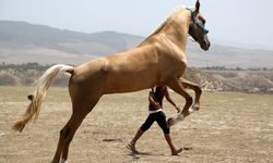 Türkmen atları 500 bin lirayı geçen fiyatlara satılıyor