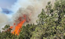 Bolu'da orman yangını başladı: Tüm ekipler müdahale ediyor!