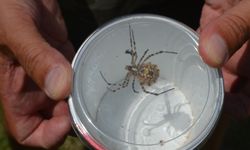 Dünyanın en zehirli örümceklerinden biri Ayvalık’ta yakalandı!