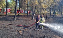 Kocaeli'de orman yangını