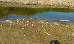 Korkutan susuzluk: Menderes kurudu balıklar ölmeye başladı
