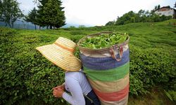 Bakan Yumaklı'dan çay üreticilerine müjde