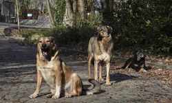 Vatandaşlar TBMM'ye en çok sahipsiz köpeklerden dert yandı