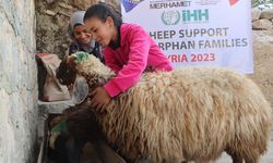 Suriye'deki yetimlerin ailelerine hayvan desteği!